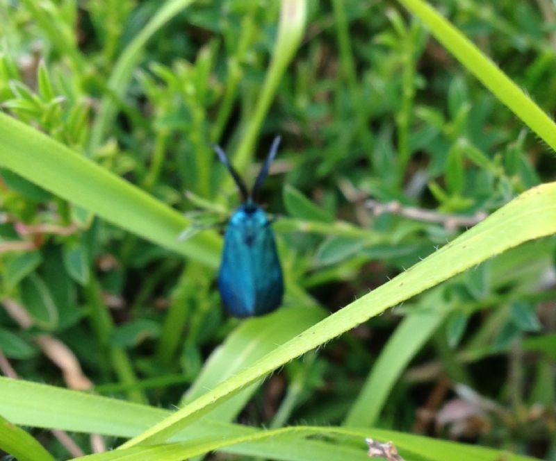 insetto da identificare